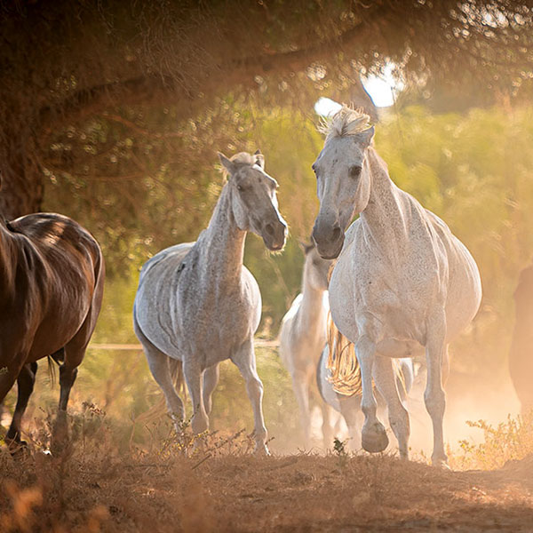 Caballos Libres