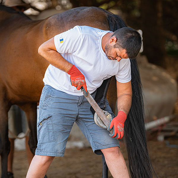 Chica sujetando Caballo